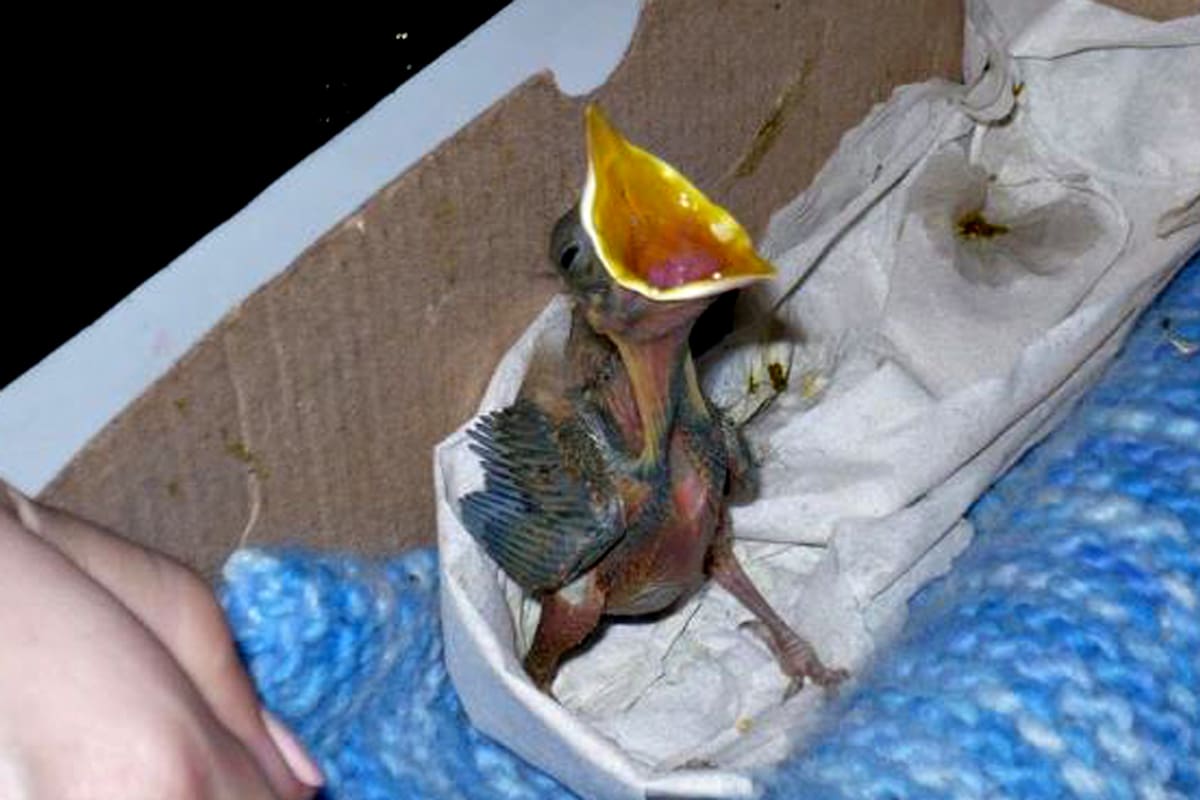 Pichones rescatados