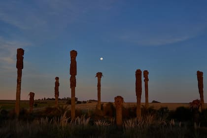 Picudo rojo, un diminuto escarabajo invasor que devora silenciosamente las palmeras de Uruguay