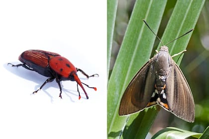 Picudo rojo y adulto de la oruga perforadora de las palmeras, una polilla de hábitos diurnos
