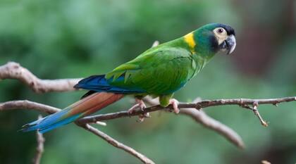 Piden soluciones para afrontar la sobrepoblación de los loros en el Parque de Mayo