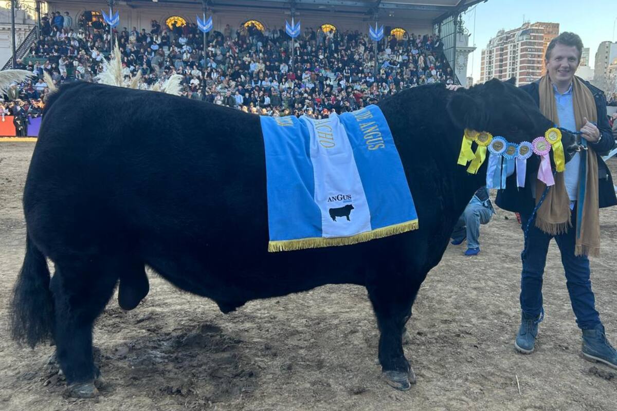 Pieter Jan De Nul con el Angus Gran Campeón