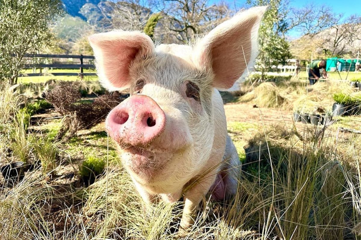Pigcasso.