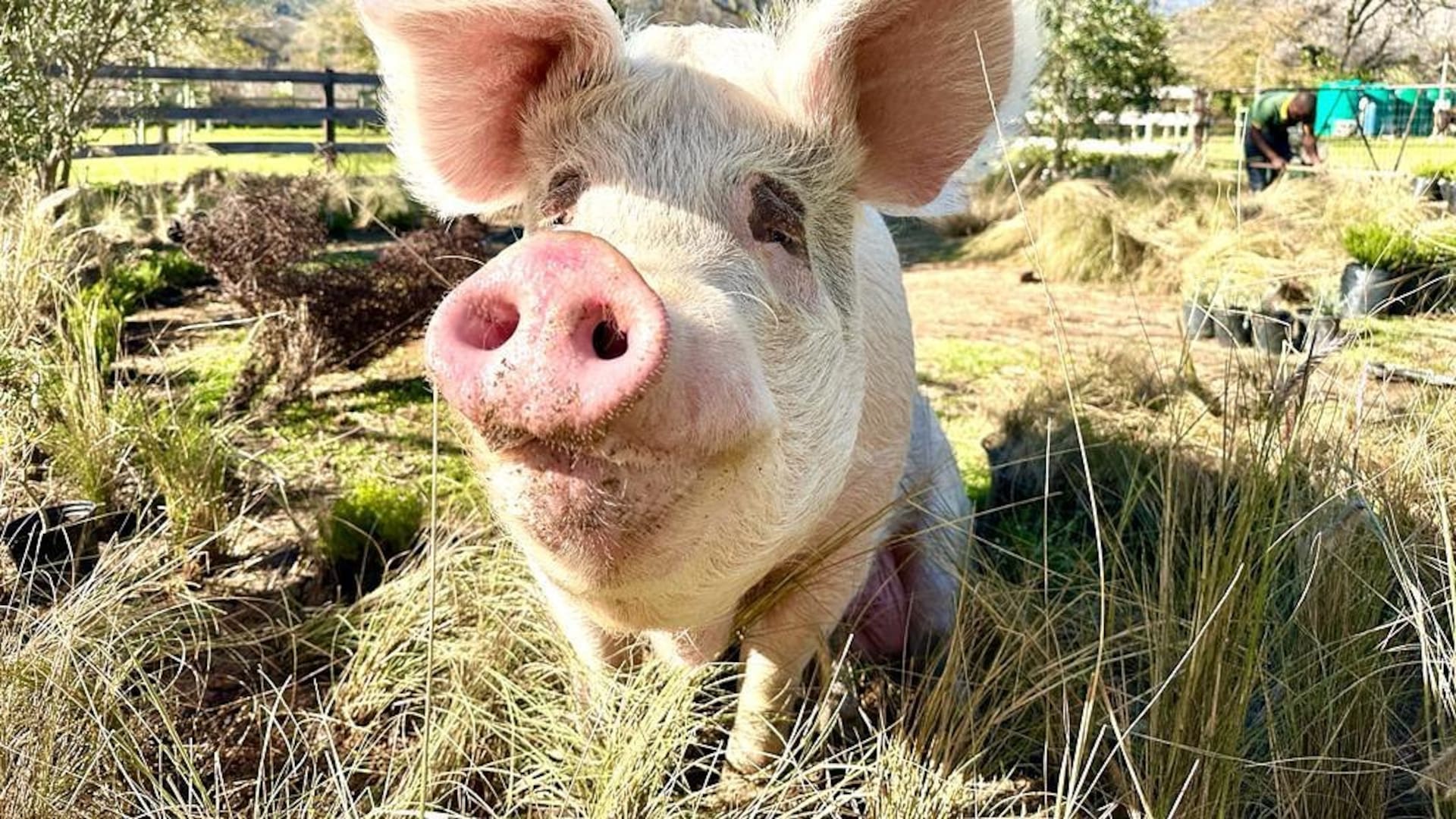Pigcasso.