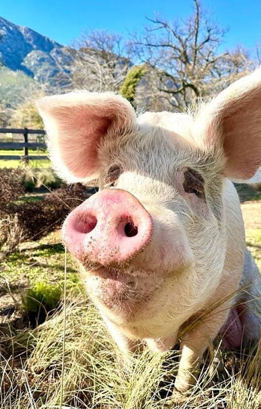 Pigcasso.