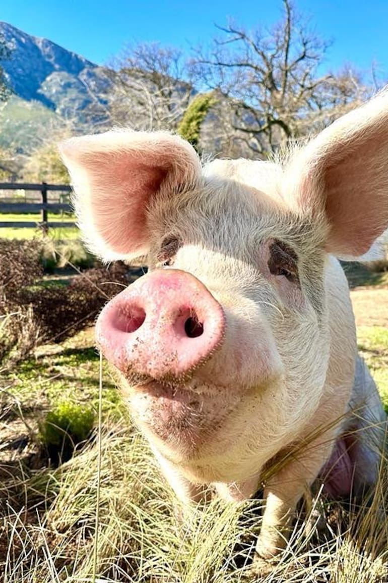 Pigcasso.
