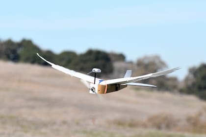 PigeonBot es un drone fabricado en la universidad de Stanford que usa alas que imitan a las de una paloma