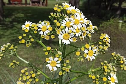 Pillahuinco (Senecio bonariensis) es una de las nativas que produce semillas en verano.