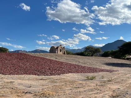 Pimentón al sol, en Molinos.