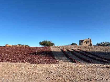 Pimentón al sol, en finca Gualfín, Valles Calchaquíes.