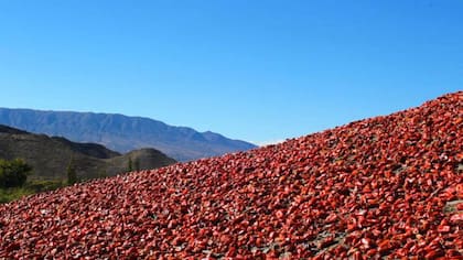 Pimientos a granel: una escena de la serie documental La ruta de las especias.