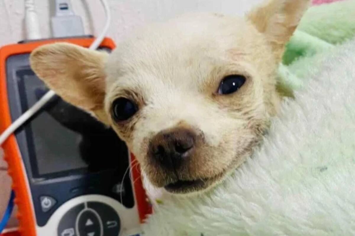 Pincky, el protagonista de esta historia, quien se convirtió en un héroe