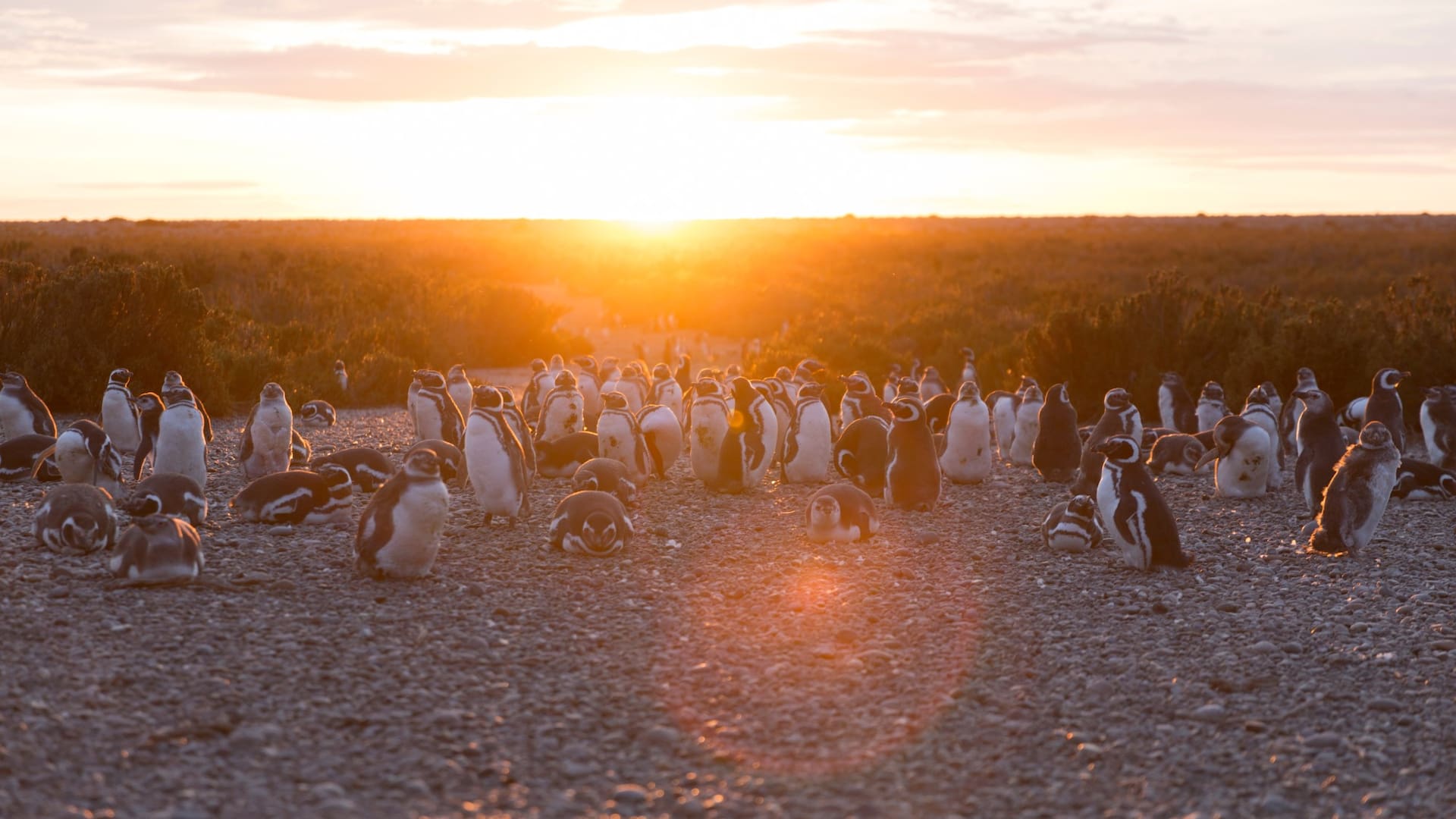 Pingüinera en Cabo Vírgenes