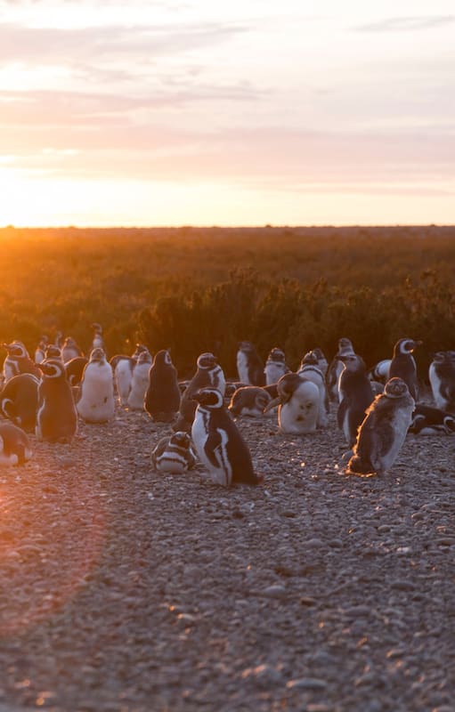Pingüinera en Cabo Vírgenes