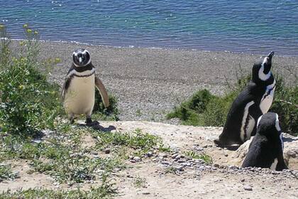 Pingüinera Punta Tombo