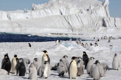 Según un grupo de investigadores del British Antarctic Survey (BAS), en la Antártida habitan más pingüinos emperadores de los que conocía la ciencia