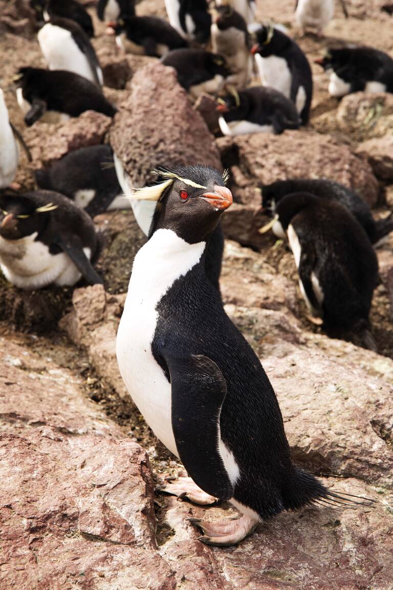 Pingüino de penacho amarillo: emblema del PN Isla Pingüino