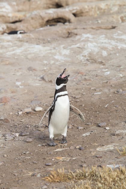 Pinguino magallánico en Dos Bahías.