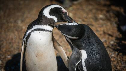 Pinguinosa
