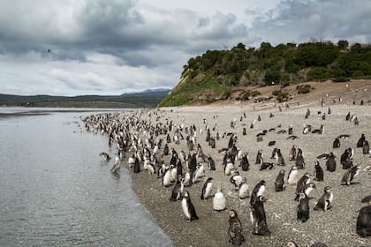 Pinguinos como parte del paisaje en Isla Gable