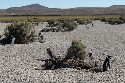 Pingüinos de Magallanes durante la salida con Pinocho Excursiones.