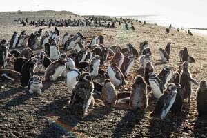 Así se ve, en vivo, el viaje de 7000 km que cada invierno recorren los pingüinos de Magallanes