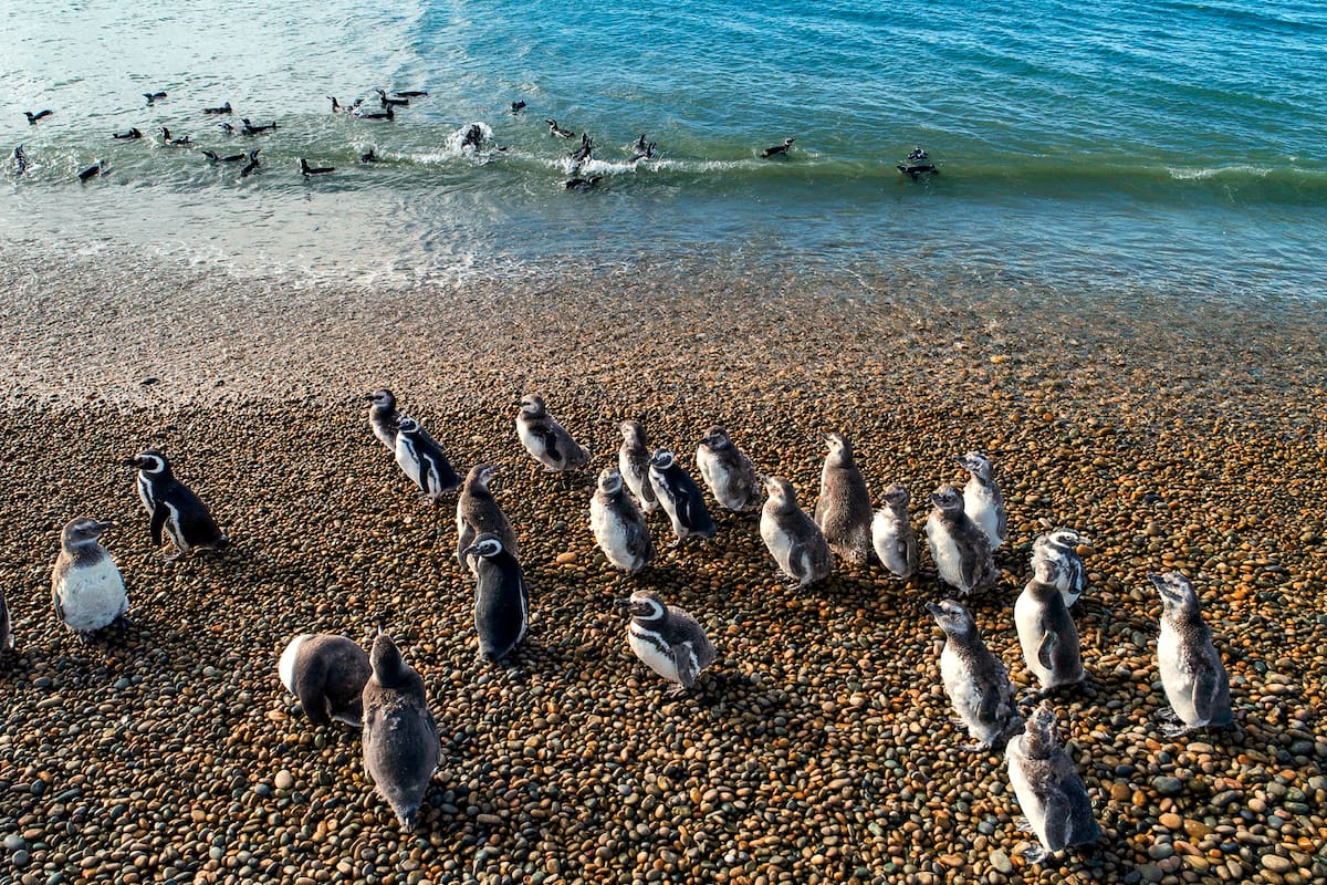 Pingüinos de Magallanes en Chubut