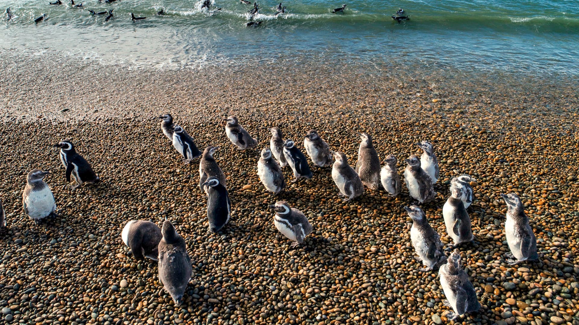 Pingüinos de Magallanes en Chubut