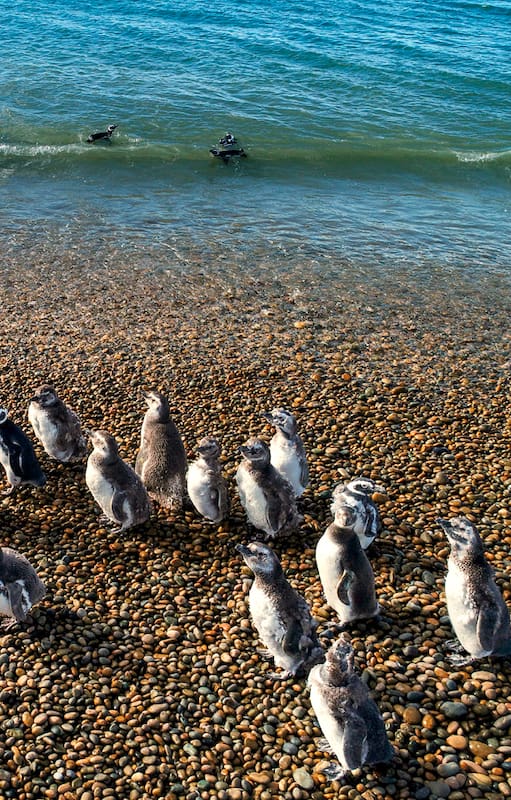 Pingüinos de Magallanes en Chubut