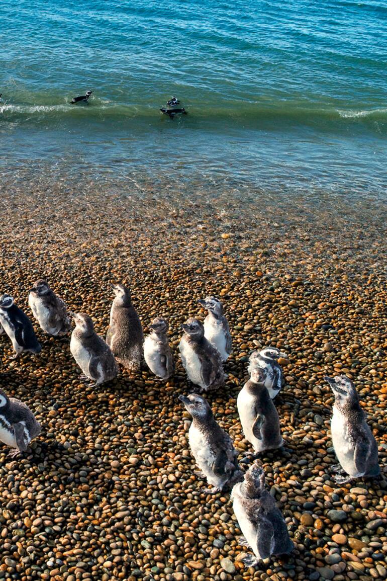 Pingüinos de Magallanes en Chubut