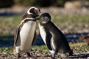 Pingüinos en peligro