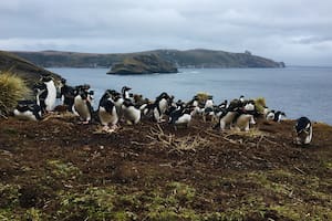 Pingüinos de penacho amarillo, una de las especies que habitan la Isla de los Estados