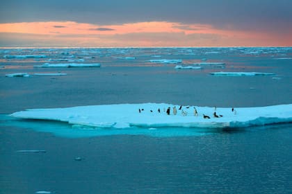 Pinguinos emperador en la Antártida