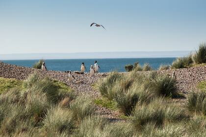 Pingüinos en Cabo Dos Bahías.