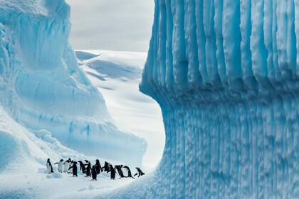 Pingüinos en la Antártida.