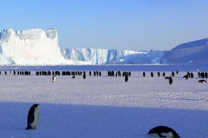 Pingüinos en la Antártida son una de las especies que están siendo afectadas por el deshielo