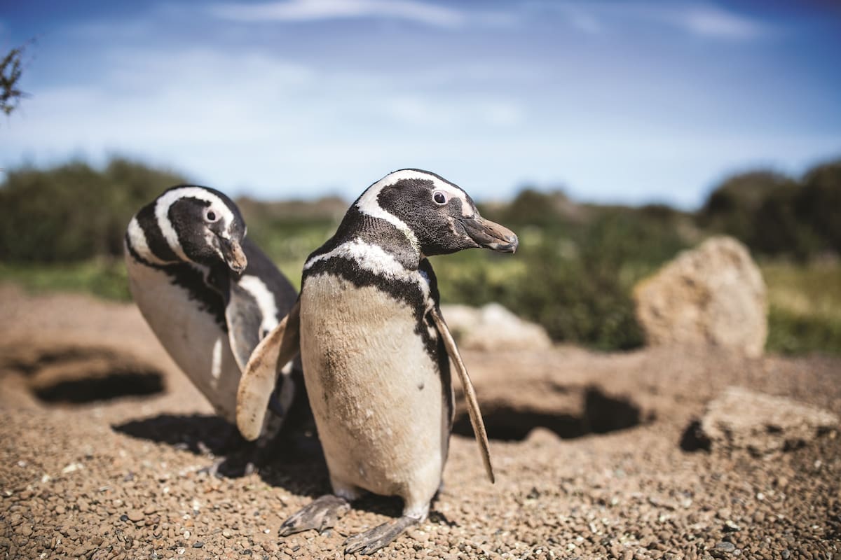 Pingüinos en la reserva de Punta Tombo