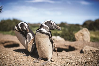 Pingüinos en la reserva de Punta Tombo