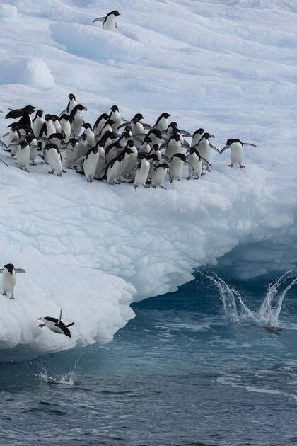 Pingüinos lanzándose al agua.
