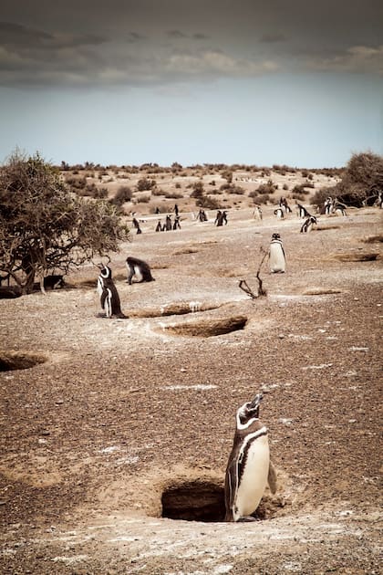 Pingüinos magallánicos en Punta Tombo, Chubut.