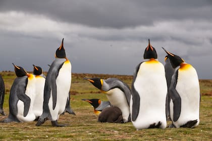 Pingüinos rey en la playa de Volunteer Point, en el extremo nororiental de la isla Este. Son la segunda especie de pingüinos más grande, después del Emperador. Nidifica en las islas subantárticas y en Malvinas.
