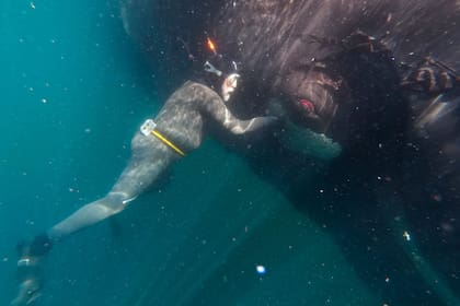 Pinino Orri, capitán ballenero, ayudó a amarrar una ballena y llevarla a la costa para su estudio, en Puerto Pirámides