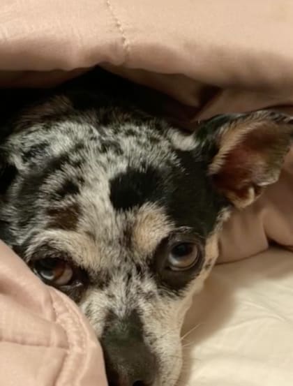 Piper, el perrito que asesinó el león de montaña, tenía unos ocho años junto a sus dueños