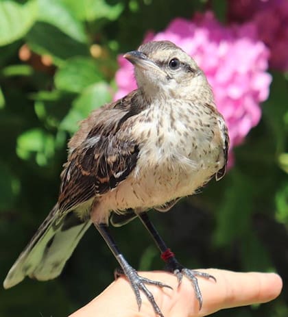 Pipilacalandria