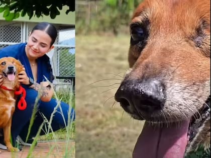Pirata es un perro de raza mestiza que ha enternecido las redes sociales con su historia, y aunque por muchos años fue víctima de maltrato ahora encontró un hogar donde vivirá hasta el final de sus días