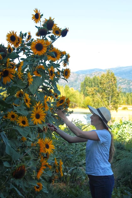 Pirén cosechando girasoles de su jardín.