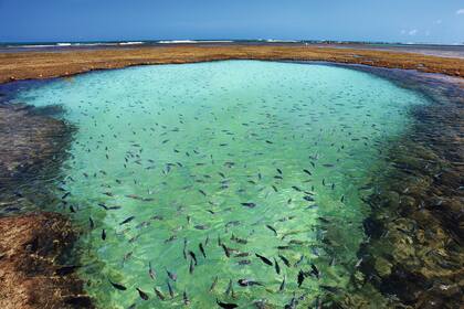 Piscina natural en Porto de Galinhas