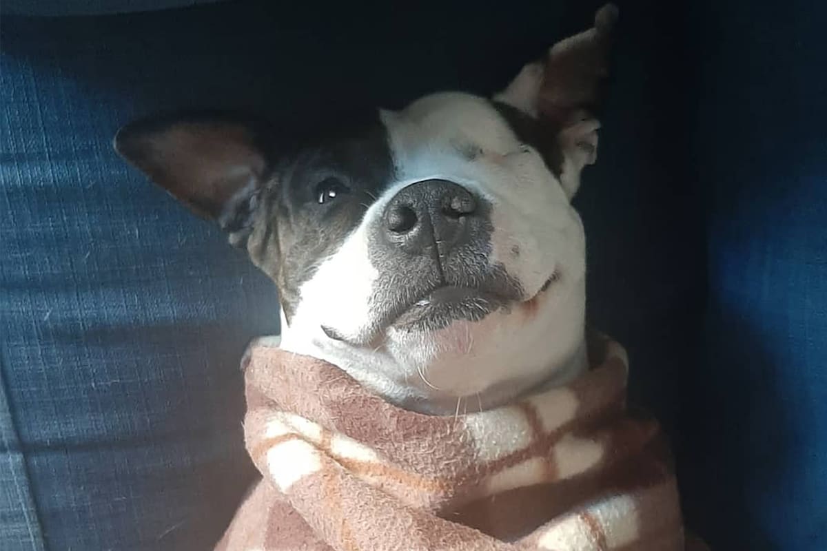 Pitbull zen
