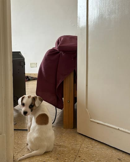 Pixie es curiosa, divertida y muy traviesa (Foto: Instagram @patitasalrescate)