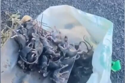 Plaga de ratones en Australia