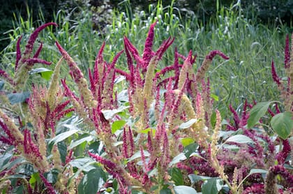 Planta de amaranto